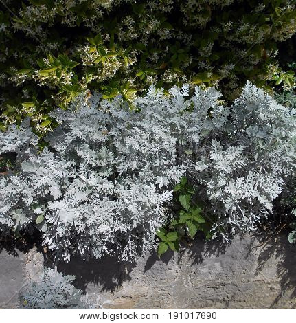 Star jasmine and a bunch of silver ragwort above the retaining wall