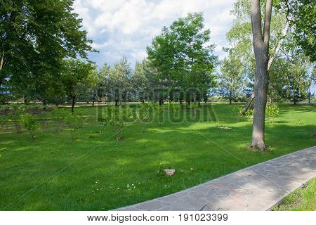 Green scenic park with birches and pines in summer. Mezhyhiria Ukraine