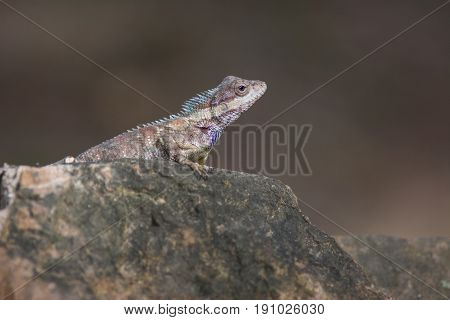 Blue Crested Lizard In Tropical Forest, Thailand