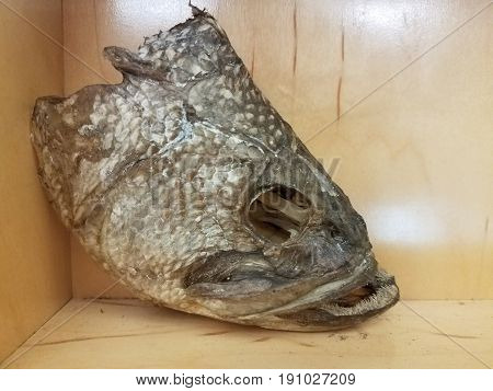 fish head with many sharp teeth on wood shelf