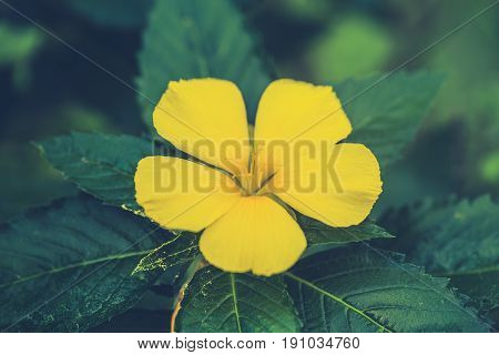 Yellow Flower In The Garden Vintage Retro Color Tone.