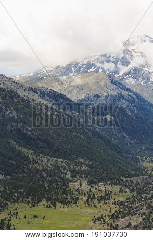 Mountain Landscape With Pine Trees And Melitng Snow