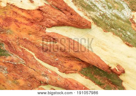 detail Eucalyptus texture background closeup in forest