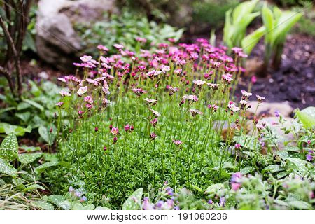 Herbaceous perennial Saxifraga arendsii pink flowers on green foliage in the garden. Selective focus.