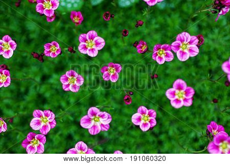 Herbaceous perennial Saxifraga arendsii pink flowers on green foliage in the garden. Selective focus.