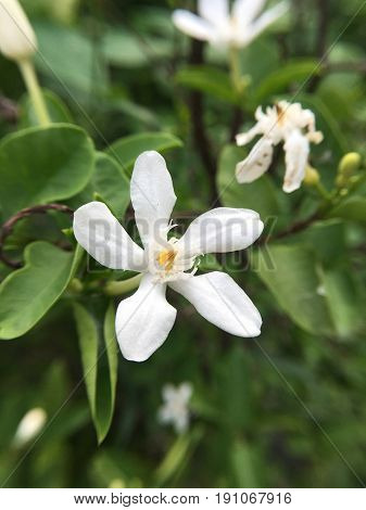 white Wrightia antidysenterica flower in nature garden