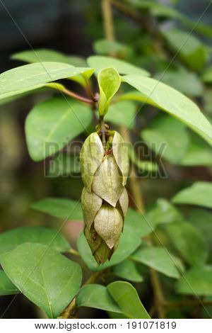 bud Wild sage flower hanging on tree in garden - Gmelina philippensis