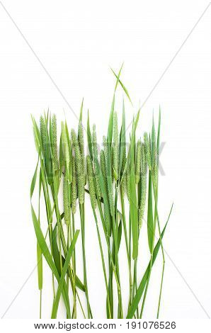 Green Grass Timothy-grass On A White Background