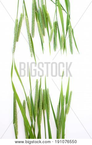 Green Grass Timothy-grass On A White Background