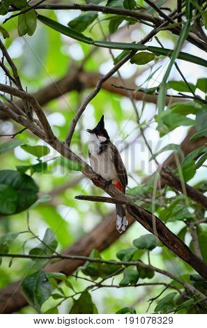 Red-whiskered bulbul,  Pycnonotus jocosus, bird, bird-thailand, bird on tree.