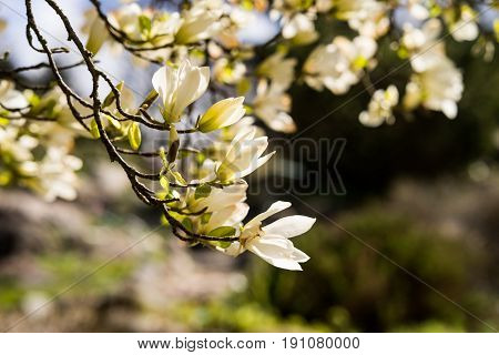 Magnolia flowers in full bloom in spring on the trees branches