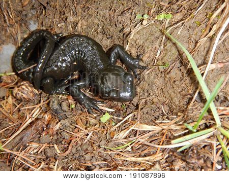 Detail Of A Small Black Salamander