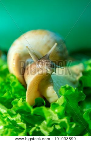 Home snail Achatina on green salad. Macro.