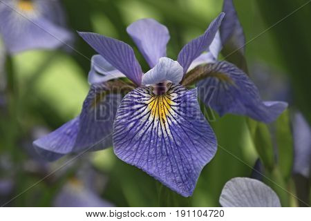 Siberian iris (Iris sibirica). Close up image of flower