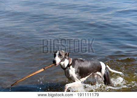Dog Breeds Whippet On Summer Nature. A Dog In The Water Plays Wi