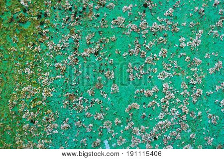 Closeup obsolete green surface covered with lichen