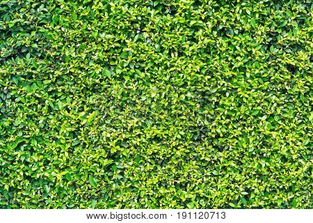Pattern Texture Background of Tiny Small Green leaves Korean Banyan as Wall or Fence