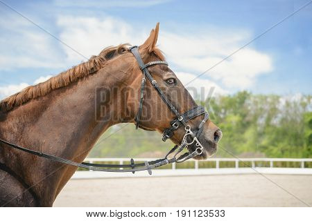 Portrait of a thoroughbred horse on blue sky background. Dressage with beautiful brown horse closeup, equestrian sport. Side view head shot of a beautiful chestnut brown stallion.