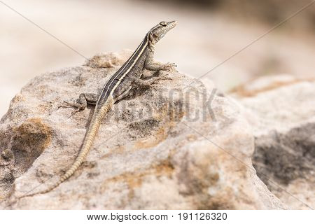 Female Platysaurus lizard on a brown rock in Mapungubwe South Africa.