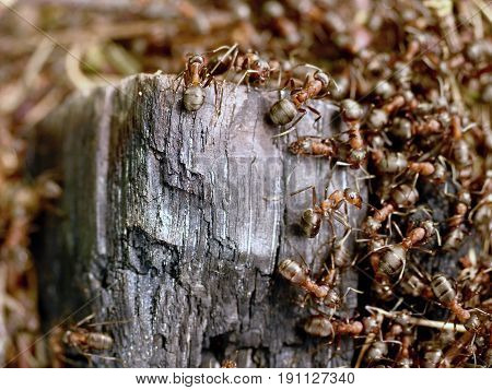 Wild Ants Build Their Anthill, Big Piece Of Charred Wood.