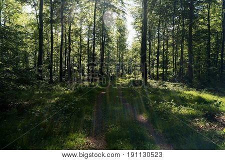 On The Hiking Trail Spessartweg In Germany