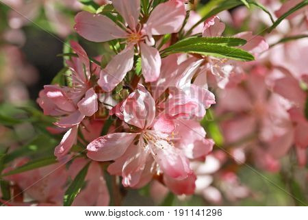 Flowering Almond Steppe (prunus Tenella)
