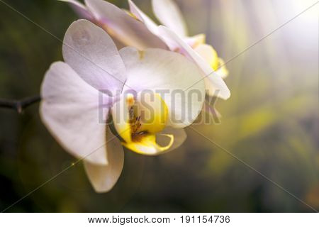 Orchid Flower And Green Leaves Background With Sunlight In Garden.