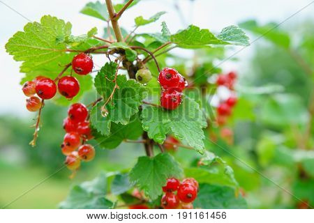 Red currant berries hang on a branch after the rain in the early morning
