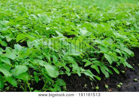 Potato bush with white flowers. White flower of potato on the potato green field background at sunset bokeh