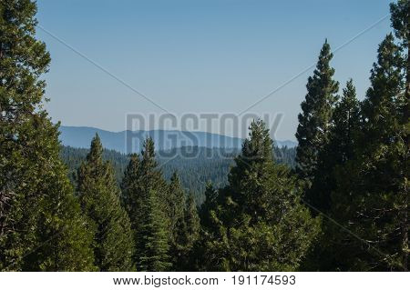 Pine trees as far as the eyes can see