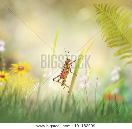 Southeastern Lubber Grasshopper on the grass