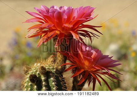 Pink and Orange Cactus Bloom with Soft Pastel Desert Background