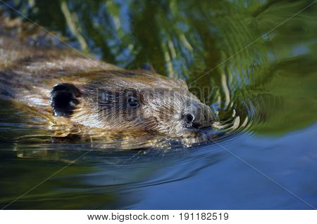 Dreamy, Tranquil Beaver Swimming in the Lake.