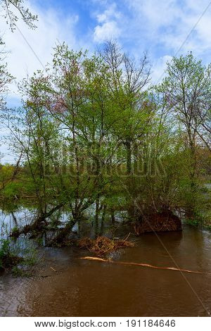Old tree trunks in a flooded valley after heavy rain showing very verdant conditions