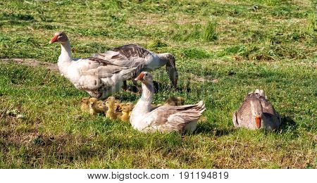 Geese and a flock of young geese on a green meadow.