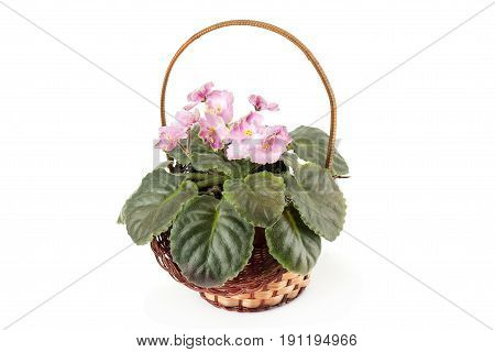 African Violet Saintpaulia isolated on a white background
