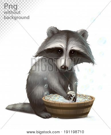 Raccoon erases linen in the pelvis, png without background