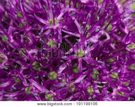 Allium aflatunense decorative onion violet flowers close-up selective focus shallow DOF.