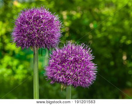 Allium aflatunense decorative onion violet flowers close-up selective focus shallow DOF.