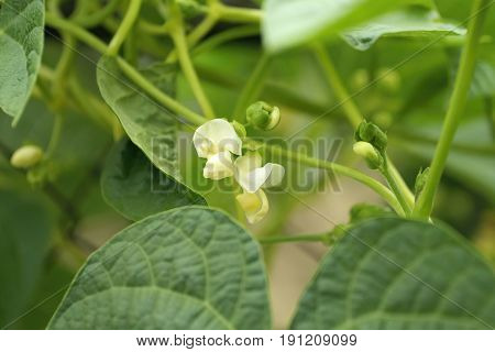 The Climbing plant tender white flower and green leaf.