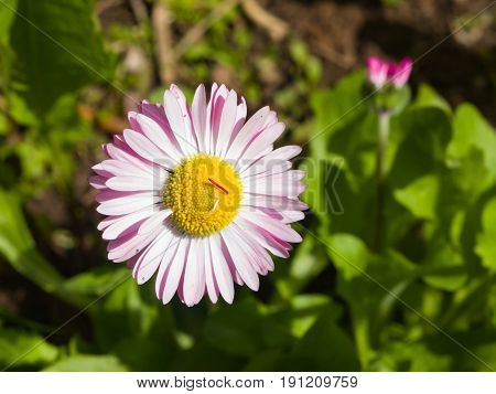 Sunny bellis daysi flower close-up selective focus shallow DOF.