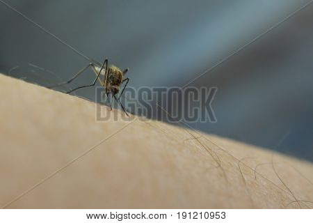 Close up of mosquito sucking blood on human skin Mosquito is carrier of Malaria/ Encephalitis/ Dengue/ Zika virus.