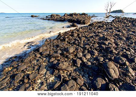 Madagascar    Andilana Beach Seaweed   Dead Tree