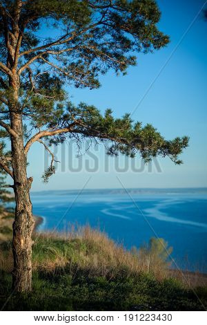 Pine on the cliff above the river