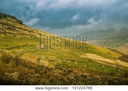 A Beautiful Irish Mountain Landscape In Spring With Sheep. Gleninchaquin Park In Ireland.