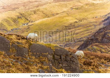 A Beautiful Irish Mountain Landscape In Spring With Sheep. Gleninchaquin Park In Ireland.
