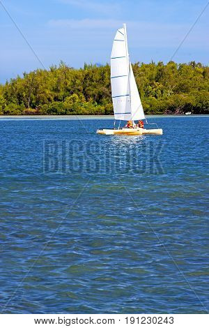 Beach Ile Du Cerfs Seaweed   Indian Ocean Sailing