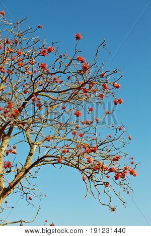 Close Up Of   Flower Plant And Clear Sky