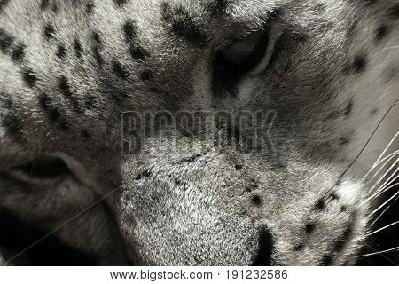 Black and white face snow leopard (irbis). Detail face most popular mountain predator.