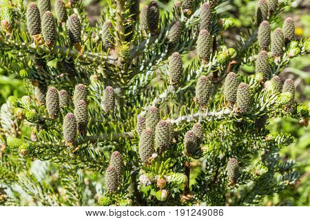 The view of pine branch with young green cones in summer sun Mountain pine